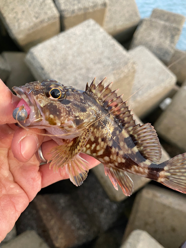 カサゴの釣果