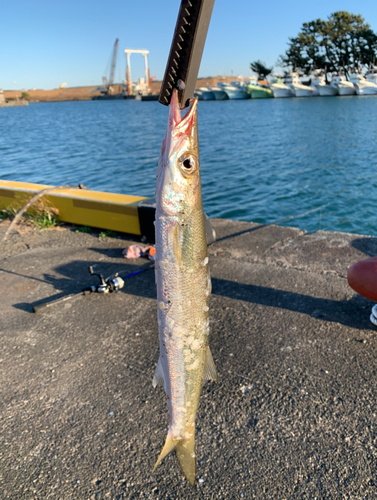 カマスの釣果