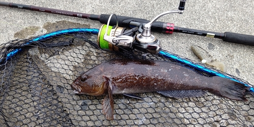 アイナメの釣果