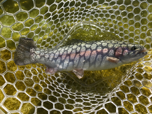 ニジマスの釣果