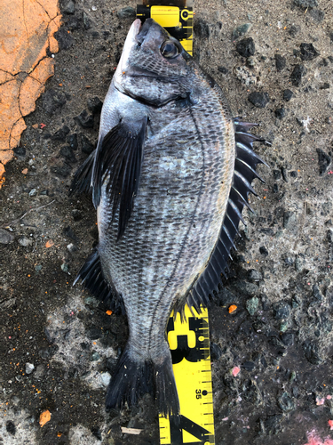 クロダイの釣果