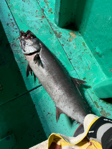 サットウの釣果