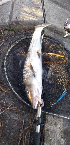 ニゴイの釣果