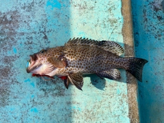 オオモンハタの釣果