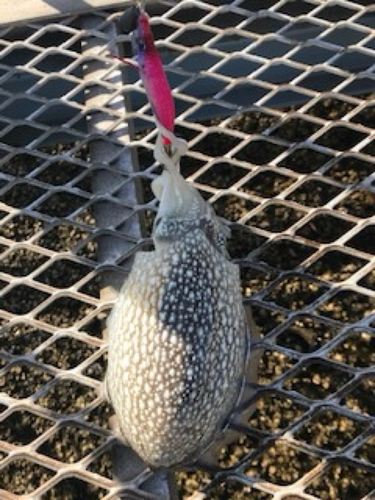 シリヤケイカの釣果