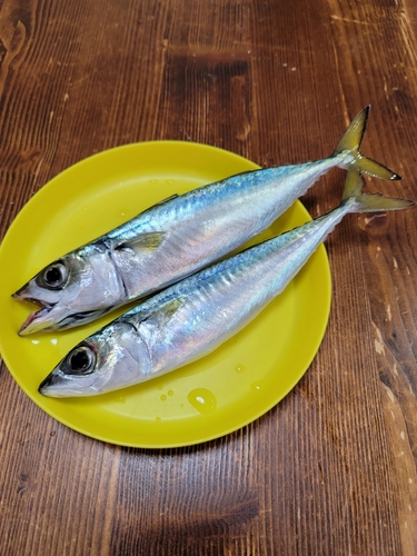 サバの釣果