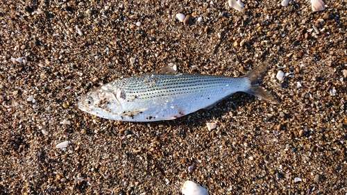 コノシロの釣果