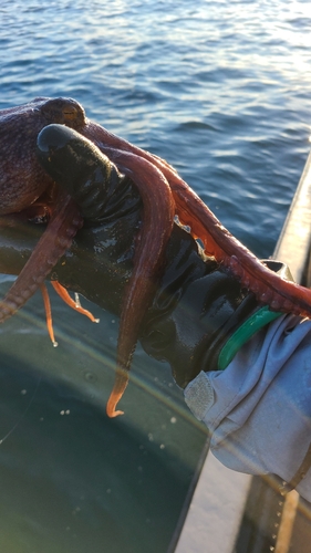 タコの釣果