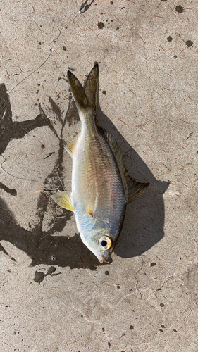 クロサギの釣果