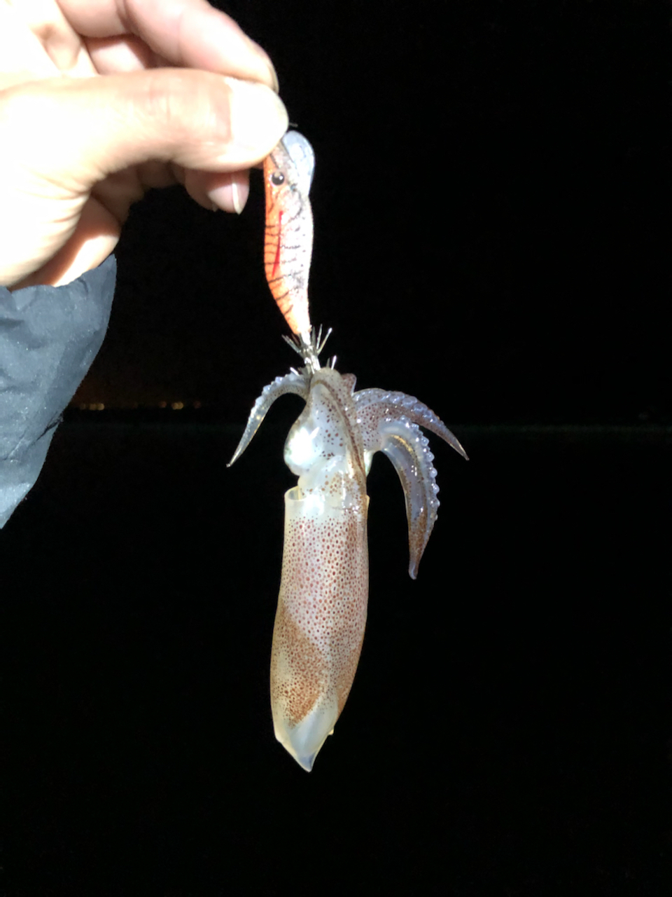 れぴたん さんの 2021年12月12日のチイチイイカの釣り・釣果情報 広島県 原港 アングラーズ 釣果600万件の魚釣り情報サイト