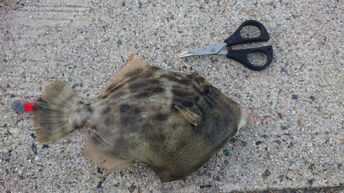 カワハギの釣果