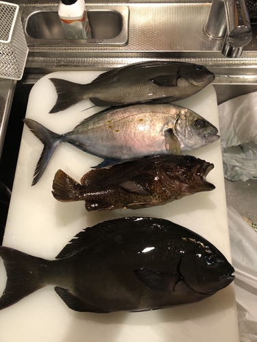 ムラソイの釣果