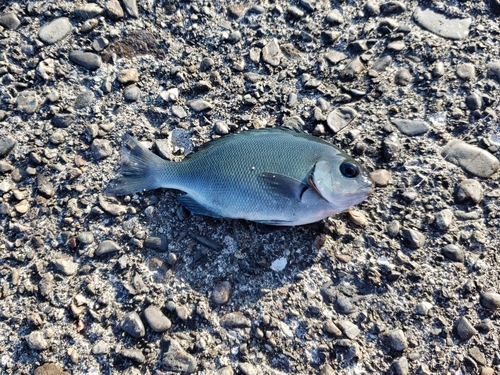 グレの釣果