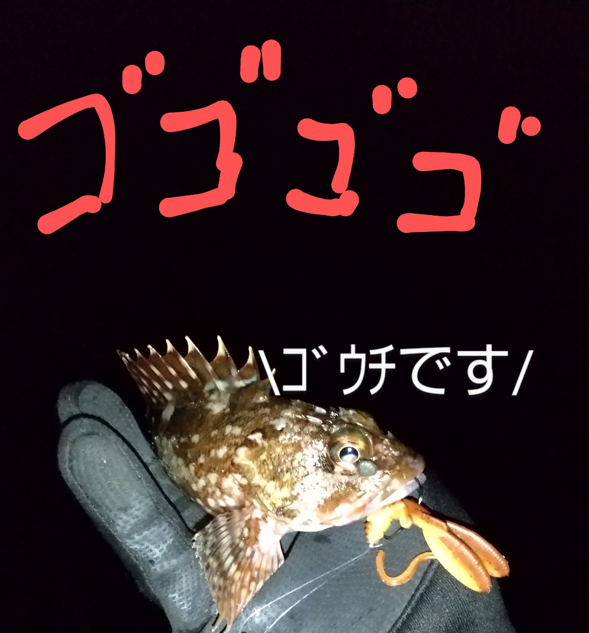 カサゴ