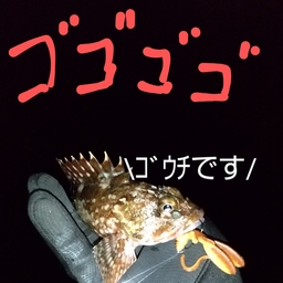 カサゴ