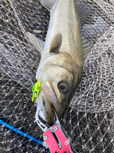 シーバスの釣果