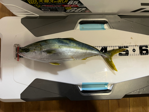 イナダの釣果