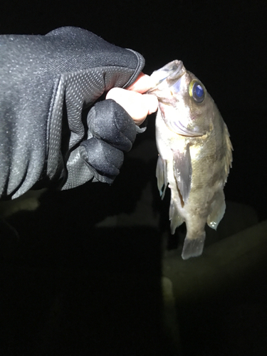 シロメバルの釣果