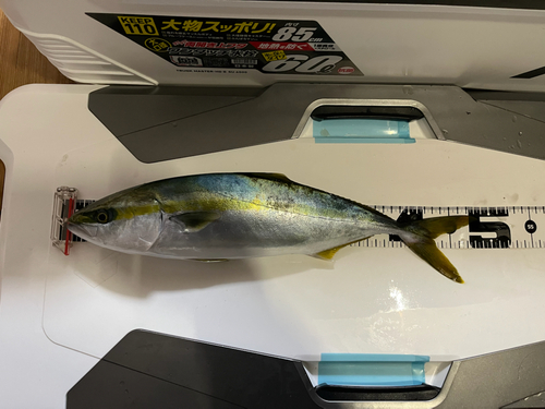 イナダの釣果