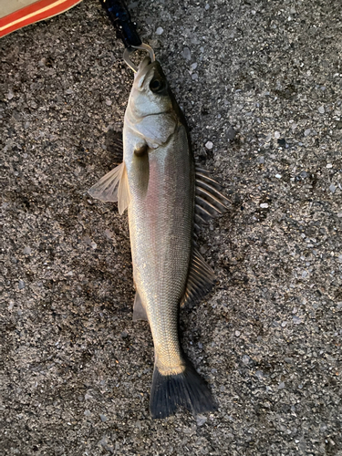 スズキの釣果