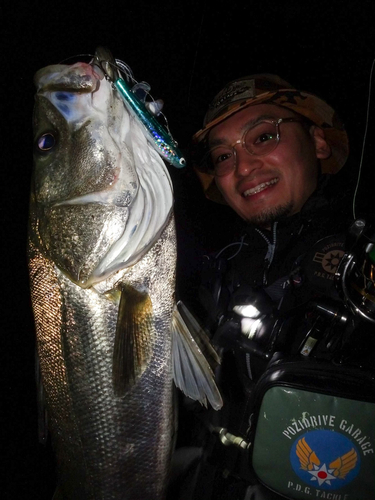 シーバスの釣果