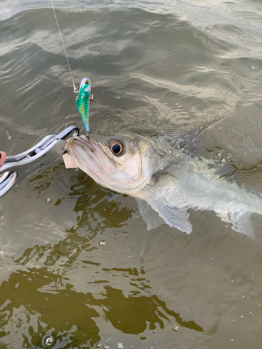 セイゴ（マルスズキ）の釣果