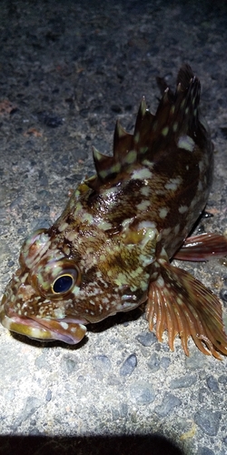 カサゴの釣果