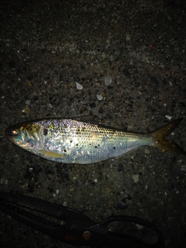 コノシロの釣果