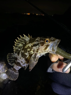 タケノコメバルの釣果