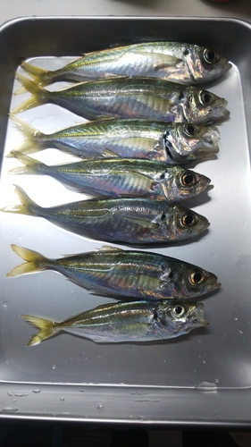 アジの釣果