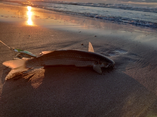 ボラの釣果