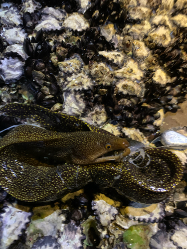 ウツボの釣果