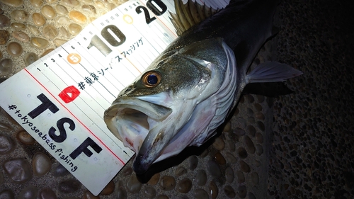 シーバスの釣果