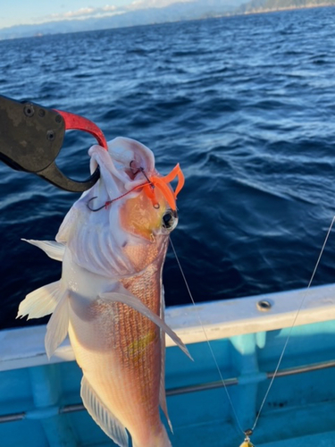 アマダイの釣果