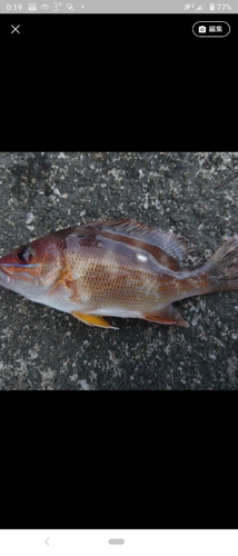 フエダイの釣果