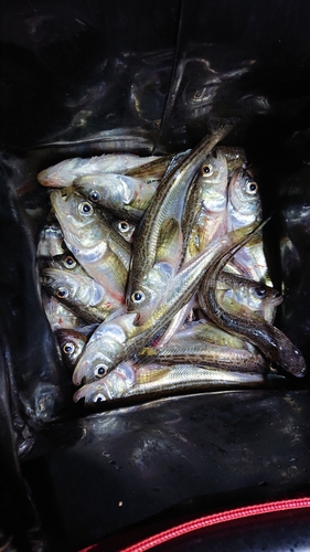 ハタハタの釣果