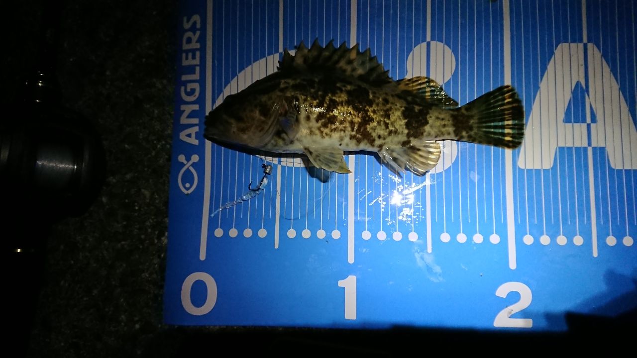 タケノコメバル