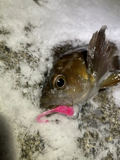 エゾメバルの釣果