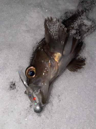 エゾメバルの釣果