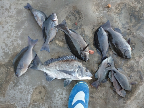 クロダイの釣果