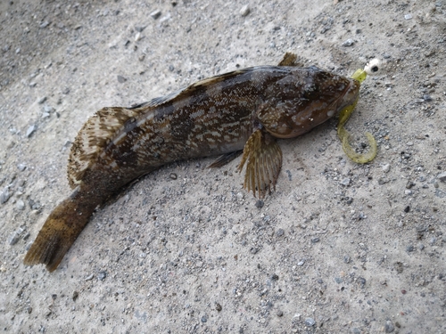 アイナメの釣果