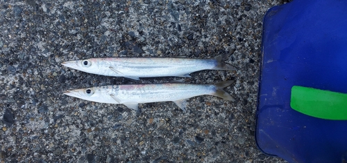 カマスの釣果