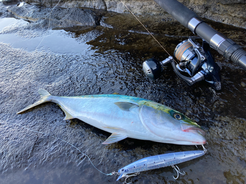 イナダの釣果