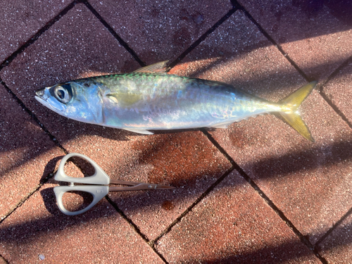 サバの釣果