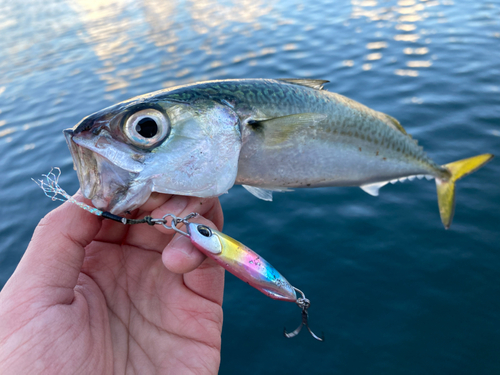 サバの釣果