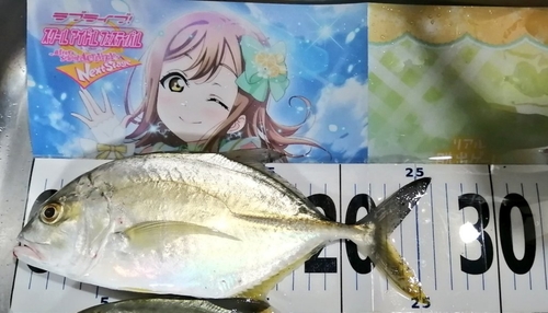 メッキの釣果