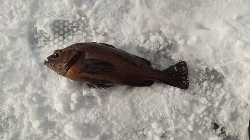 ガヤの釣果