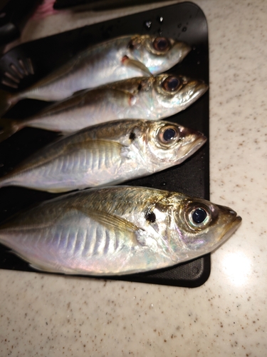 アジの釣果