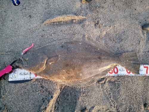 ヒラメの釣果