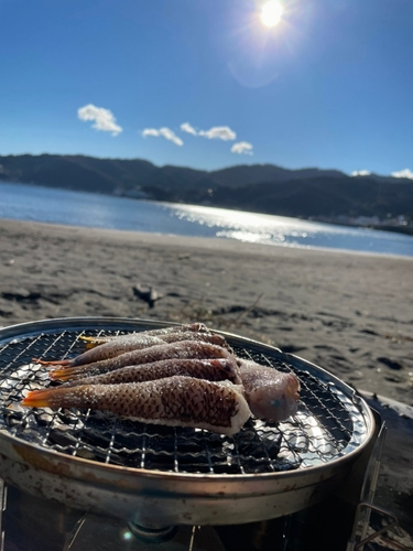 ベラの釣果